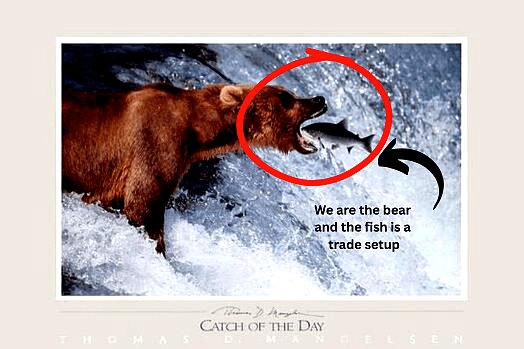 We Are the Bear and the Fish Is a Trade Setup - Catch of the Day