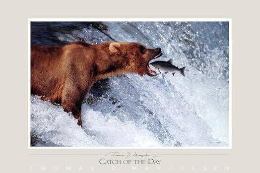 Bear Catching Fish